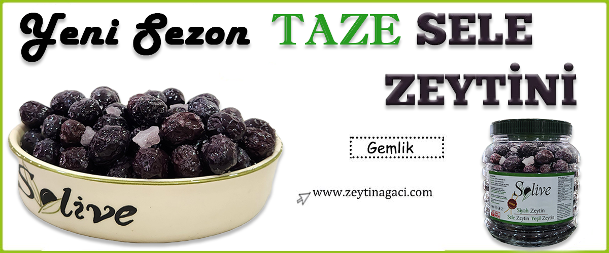 taze-sele